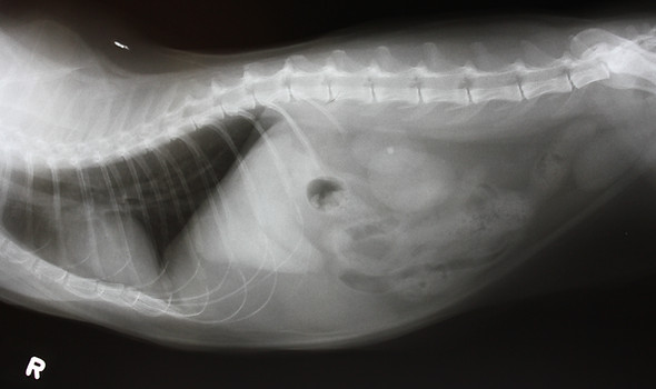Cat Chronic Kidney Disease - North County Cat Hospital